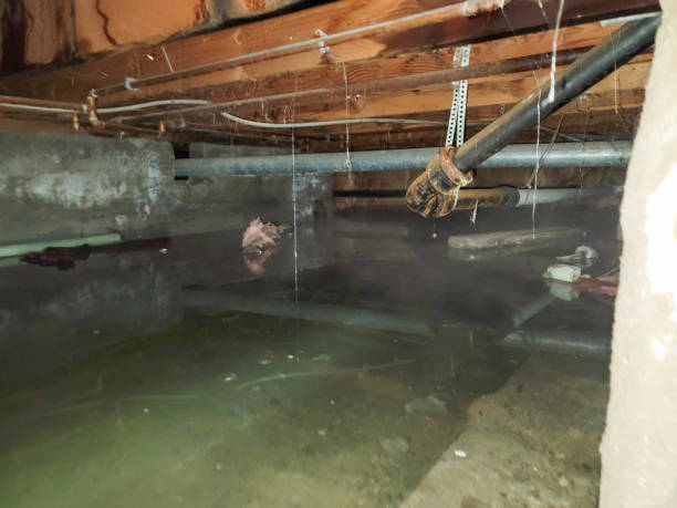 Best Water damage restoration near me  in Bloomfield, MO